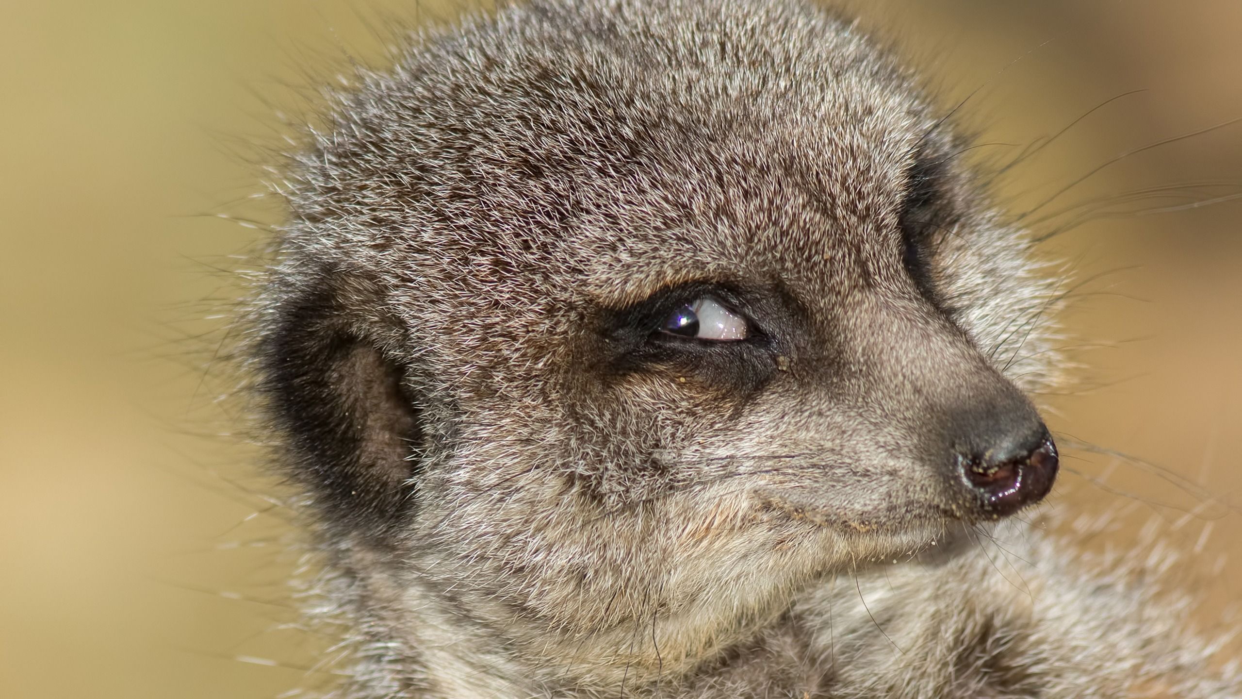 Les animaux ressentent-ils la schadenfreude ?