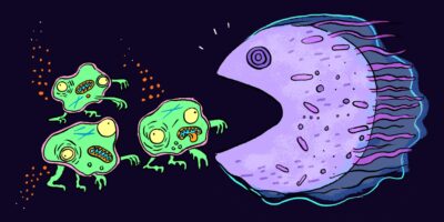 Les cellules zombifiées pourraient être à l’origine du vieillissement et les scientifiques imaginent de nouvelles façons de s’en débarrasser