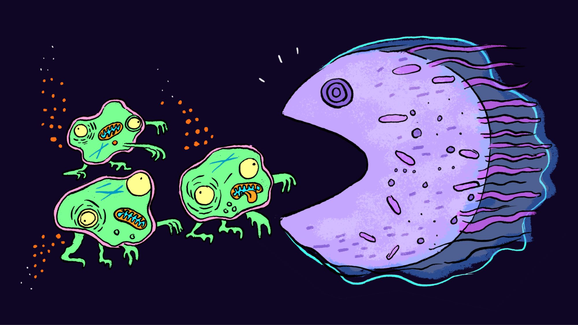Les cellules zombifiées pourraient être à l’origine du vieillissement et les scientifiques imaginent de nouvelles façons de s’en débarrasser