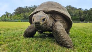 Des scientifiques découvrent les secrets génétiques qui auraient pu aider Jonathan la tortue à vivre jusqu'à 194 ans