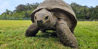 Des scientifiques découvrent les secrets génétiques qui auraient pu aider Jonathan la tortue à vivre jusqu&rsquo;à 194 ans