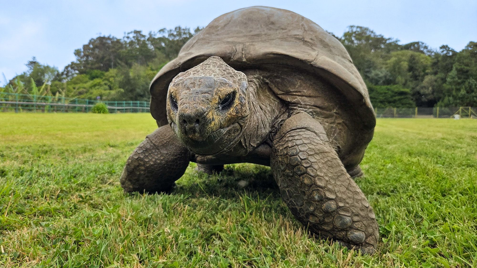 Des scientifiques découvrent les secrets génétiques qui auraient pu aider Jonathan la tortue à vivre jusqu'à 194 ans