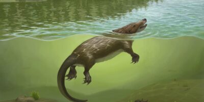 « Cela ressemble à une chimère » — Il y a 168 millions d&rsquo;années, un étrange parent d&rsquo;un mammifère ressemblant à un ornithorynque vivait en Chine aux côtés des dinosaures