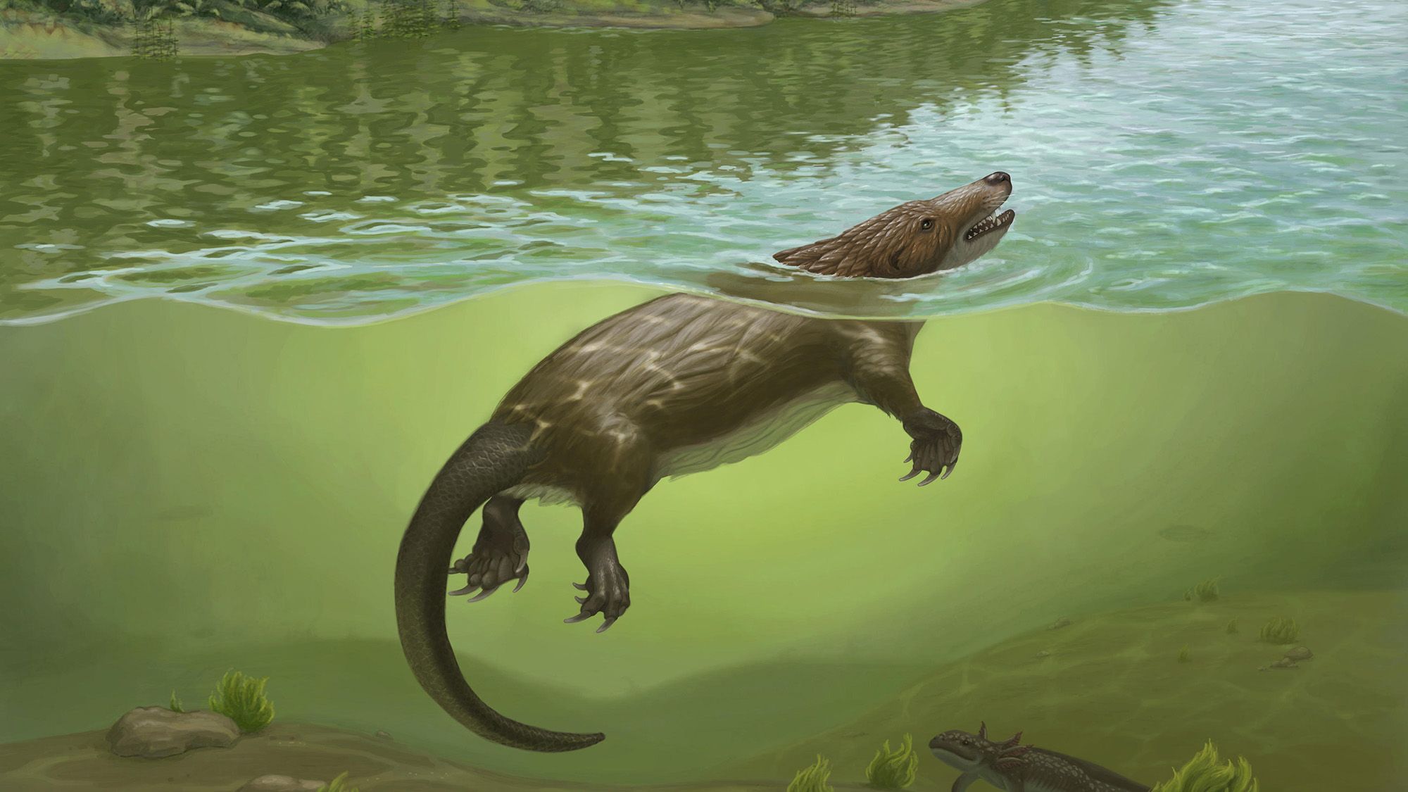 "Cela ressemble à une chimère" — Il y a 168 millions d'années, un étrange parent d'un mammifère ressemblant à un ornithorynque vivait en Chine aux côtés des dinosaures
