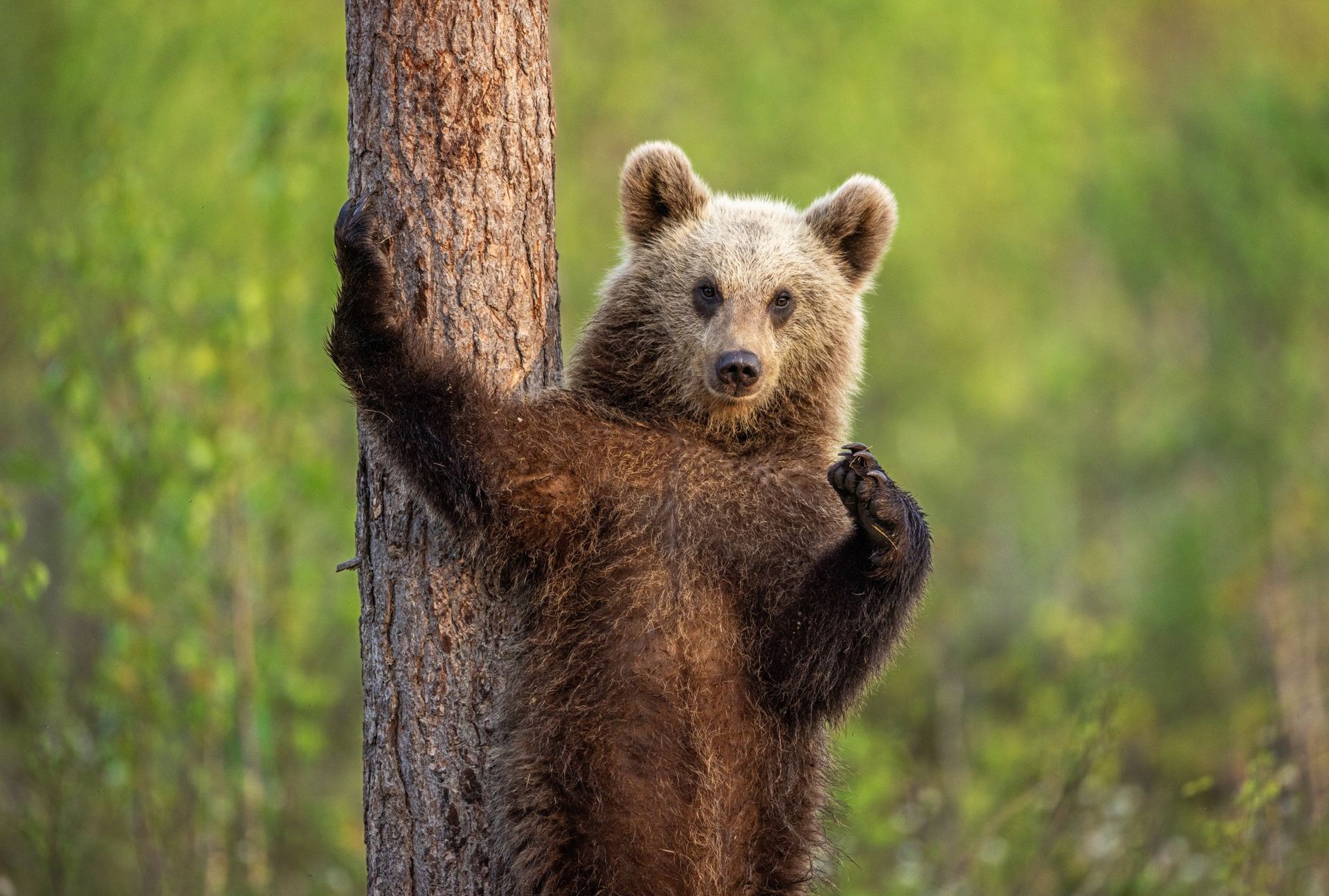 Un jeune ours semble poser à côté d’un arbre en Finlande.