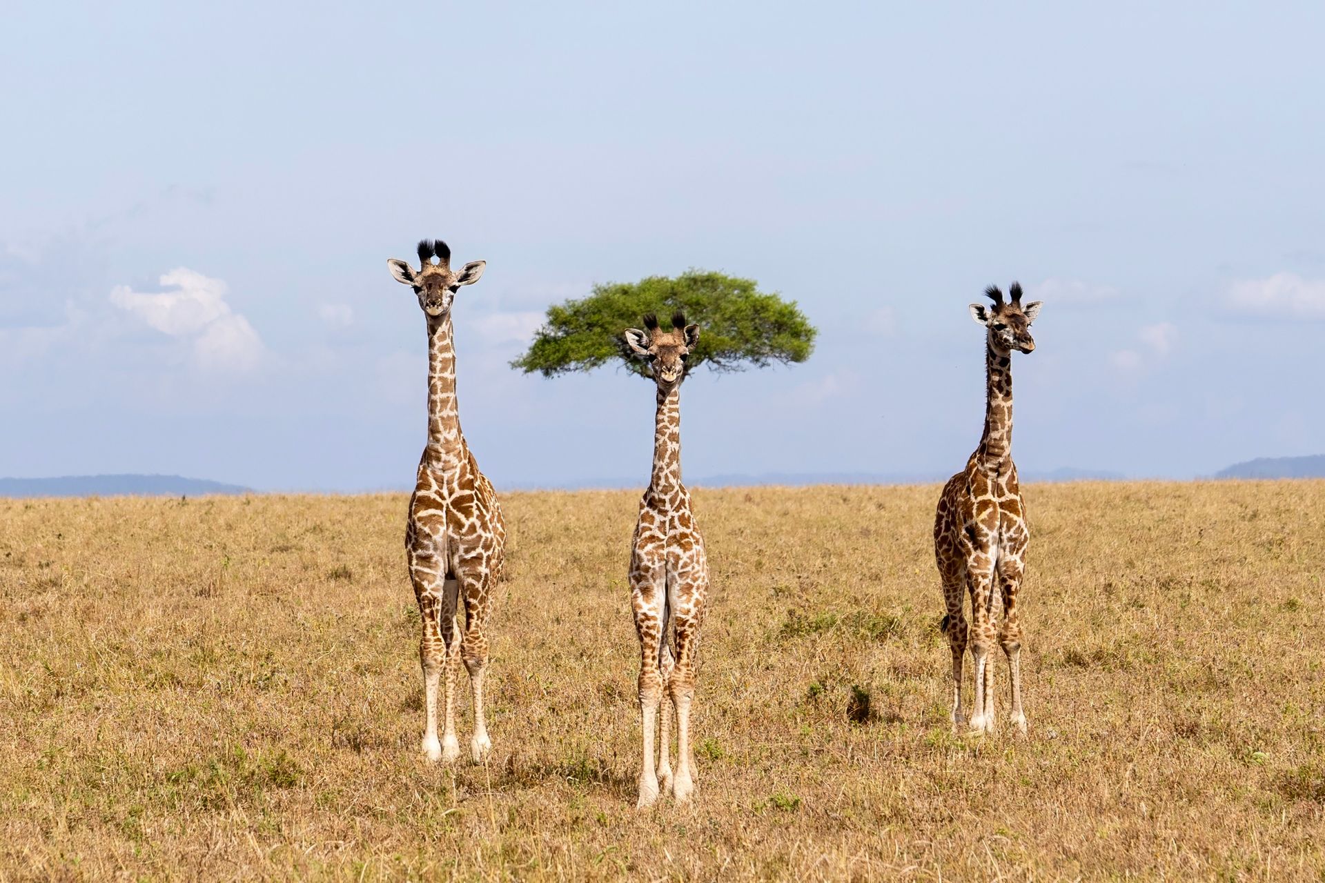 Trois jeunes girafes côte à côte. La girafe au milieu a derrière elle un acacia qui ressemble à une perruque.