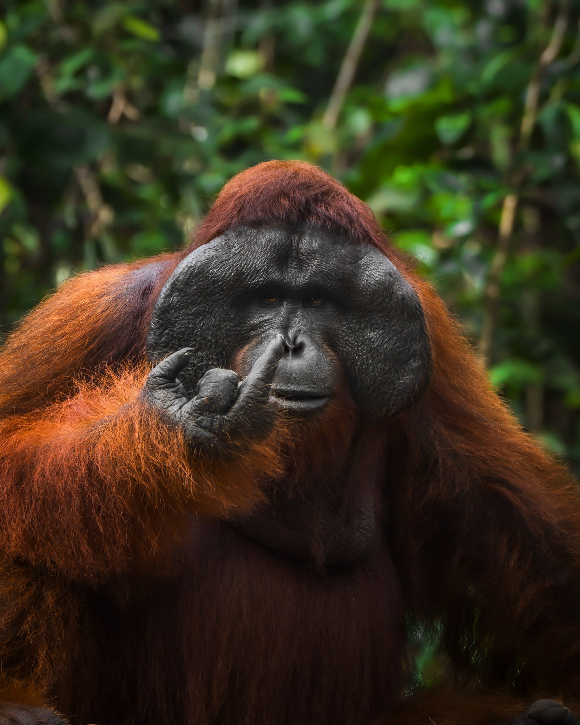 Un orang-outan en voie de disparition lève le doigt en regardant le photographe.