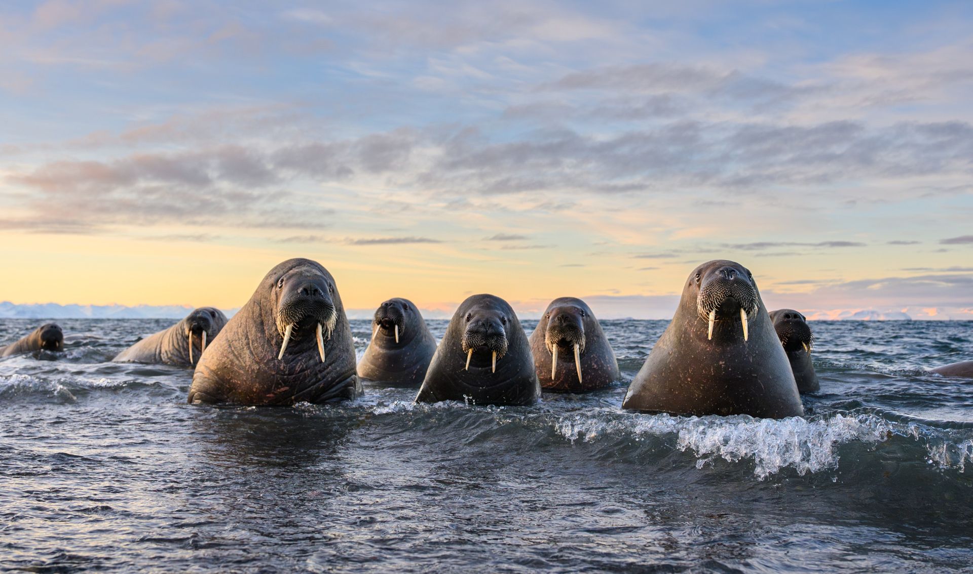 Un groupe de morses émergeant de la mer sur la côte du Svalbard en Norvège.