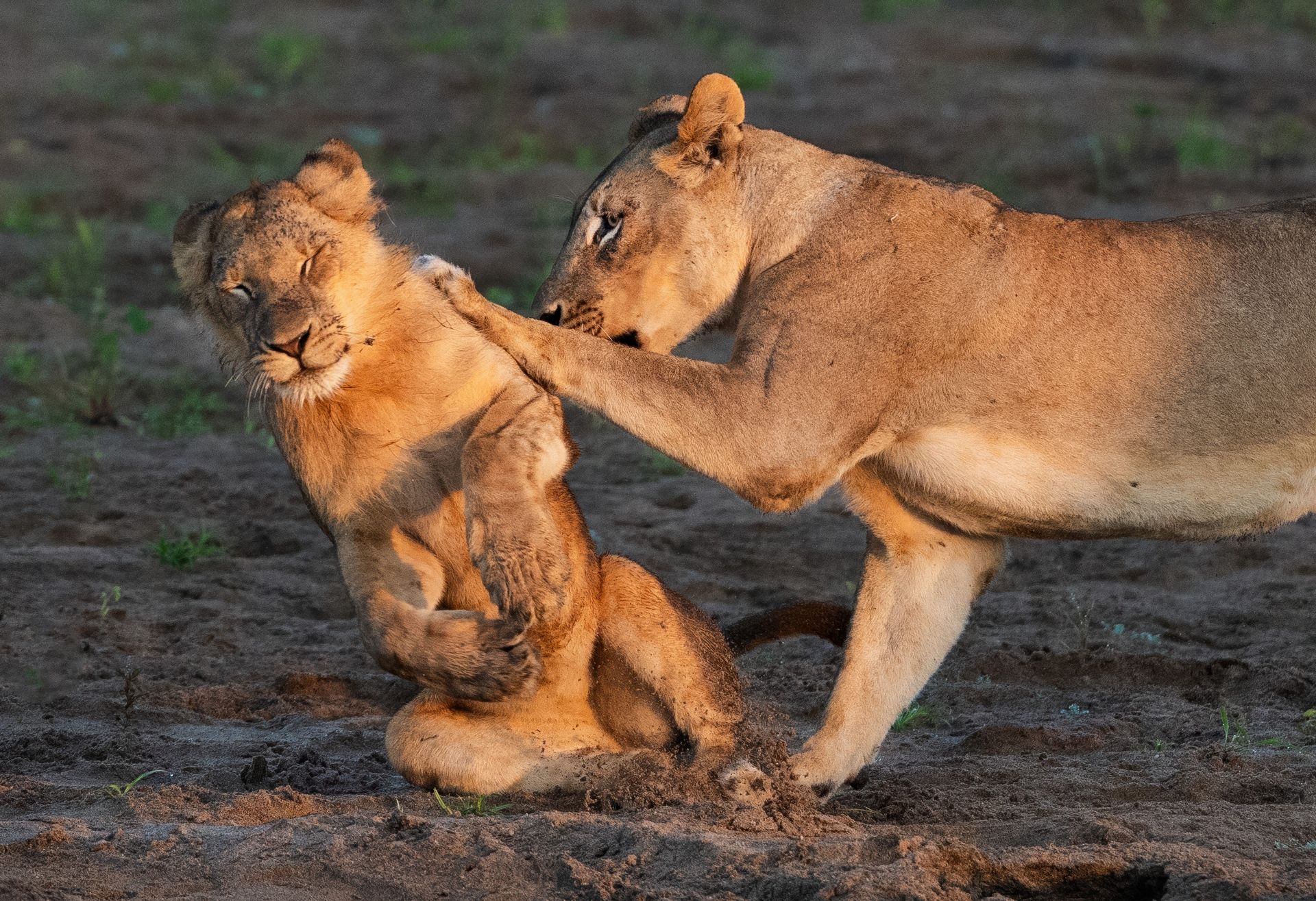 Un lion semble pousser un autre lion avec sa patte.