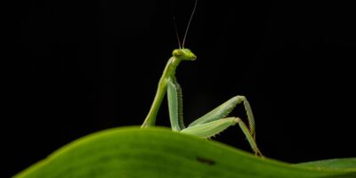 « Sexy Mantis », un orang-outan obscène et un épervier cabré aux Nikon Comedy Wildlife Awards 2026