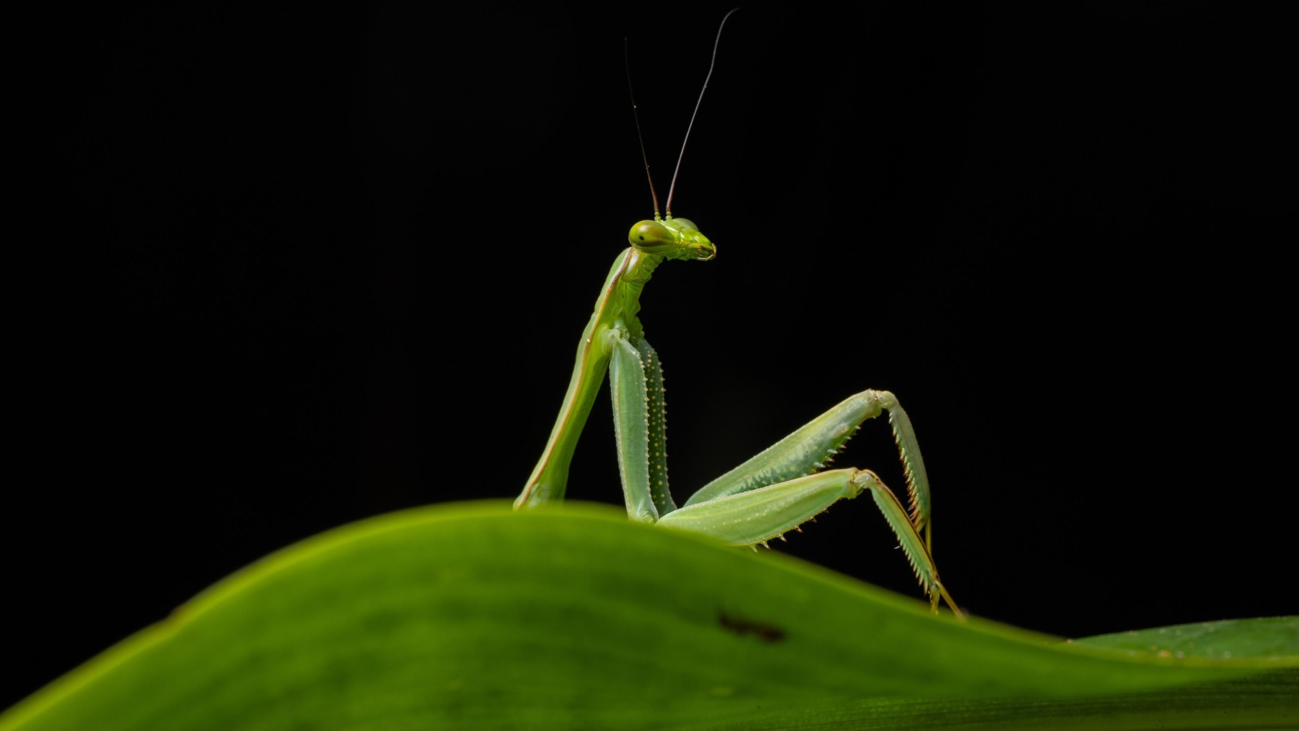 A mantis appears to lounge on a leaf in Peru.