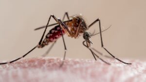 Pourquoi les cas de dengue augmentent-ils en Floride cette année ? Une combinaison « malchanceuse » de facteurs, selon les experts
