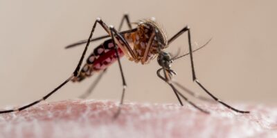 Pourquoi les cas de dengue augmentent-ils en Floride cette année ? Une combinaison « malchanceuse » de facteurs, selon les experts