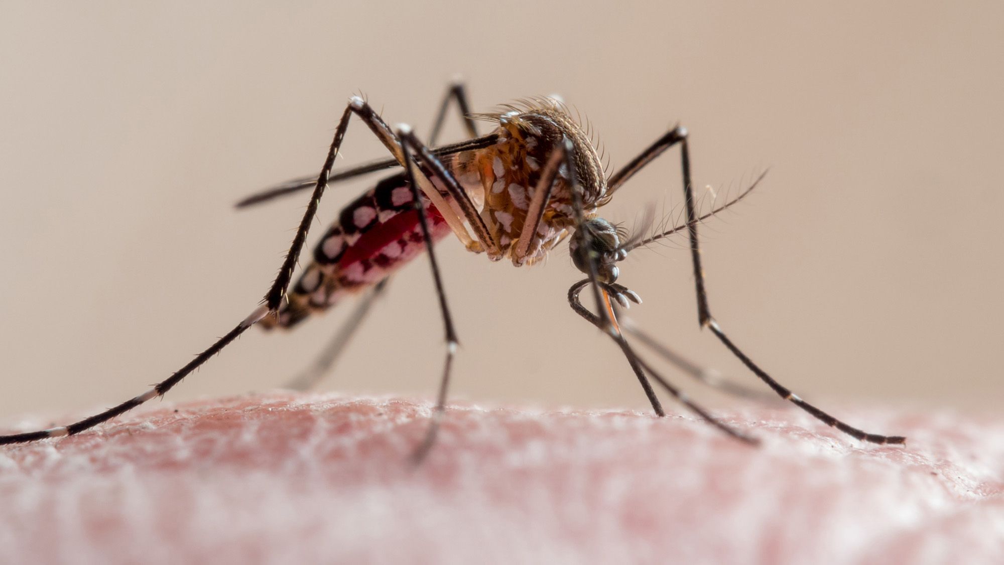 Pourquoi les cas de dengue augmentent-ils en Floride cette année ? Une combinaison « malchanceuse » de facteurs, selon les experts