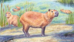 La découverte « bizarre » d'une dent de capybara vieille de 9 millions d'années conforte l'idée selon laquelle Atacama n'a pas toujours été un désert