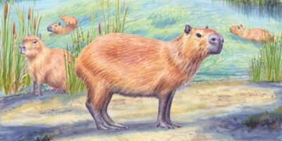 La découverte « bizarre » d&rsquo;une dent de capybara vieille de 9 millions d&rsquo;années conforte l&rsquo;idée selon laquelle Atacama n&rsquo;a pas toujours été un désert