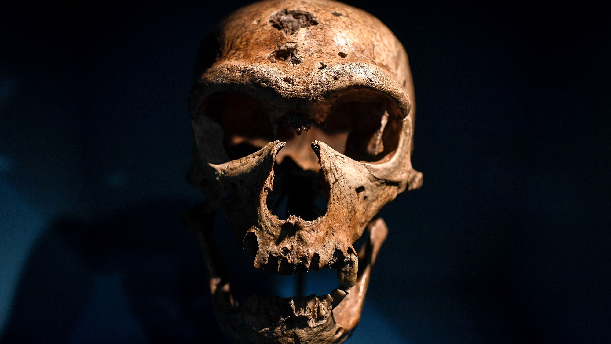 A close up of a brown skull against a dark background