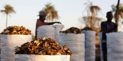 « Ils ne peuvent pas rivaliser avec les prix que paieront les usines de transformation du poisson » : Comment la demande de farine de poisson est prioritaire sur l&rsquo;alimentation des gens