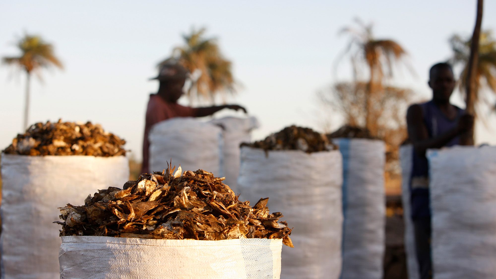 Baskets of fishmeal sit outside with some palm trees in the background