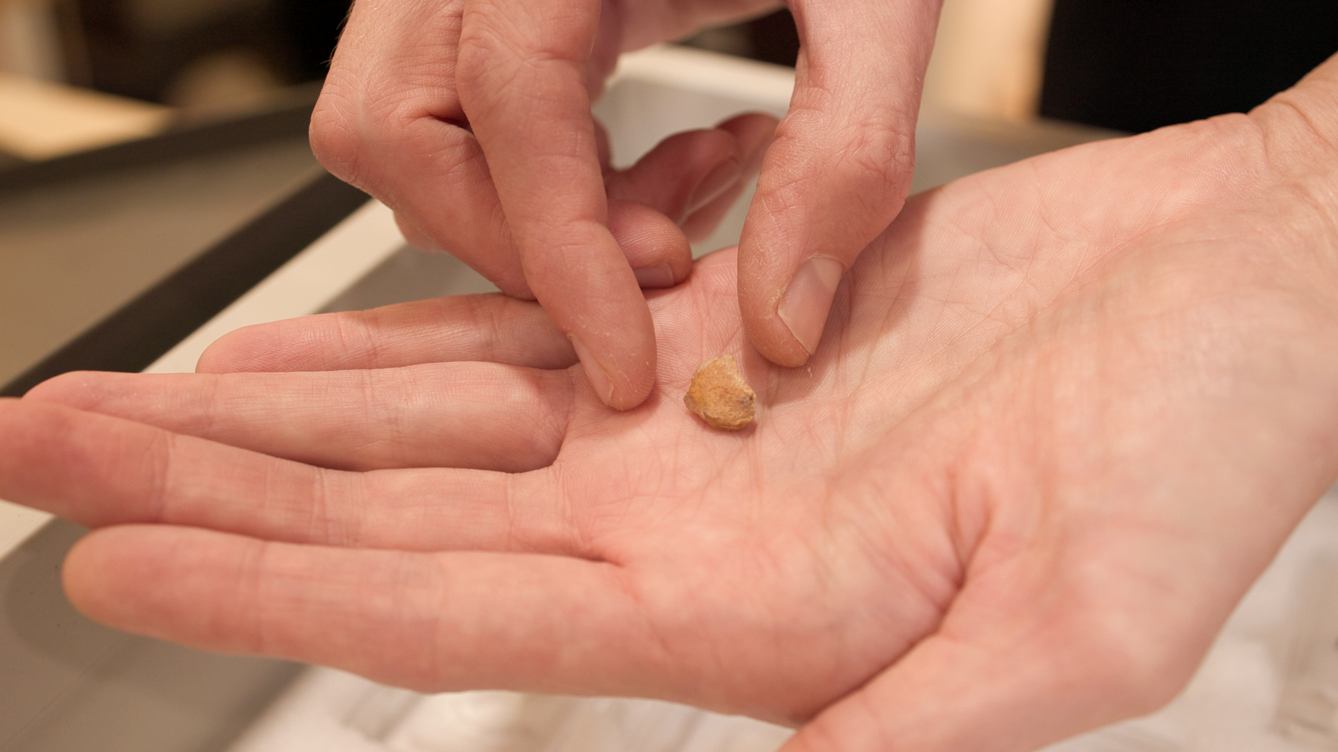 une personne à la peau claire tient la moitié d’une dent de Néandertal dans sa paume ouverte