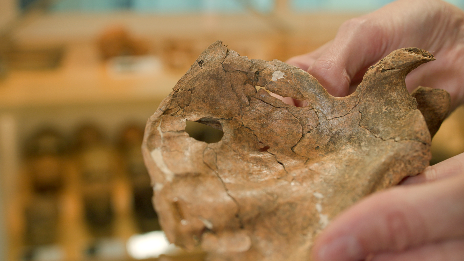 a light-skinned person holds a left scapula from a Neanderthal; there is a round hole in the bone