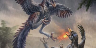 L&rsquo;oiseau du Jurassique incapable de voler était comme un faisan carnivore avec des griffes meurtrières