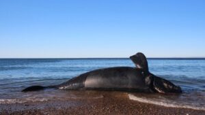 The carcass of a whale lays on a beach.