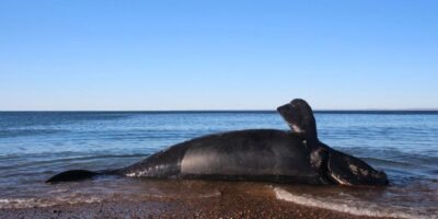 Des centaines de baleineaux sont morts mystérieusement en Patagonie – et les scientifiques se précipitent pour découvrir pourquoi
