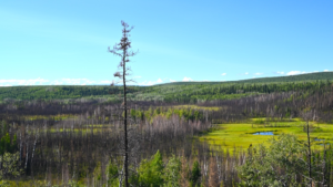 a tall skinny tree stands in front of a lush valley with mountains rising in the distance
