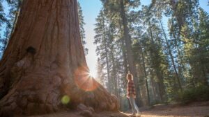 Les séquoias de Californie luttent contre la chaleur – et on ne sait pas exactement l'ampleur des dégâts causés