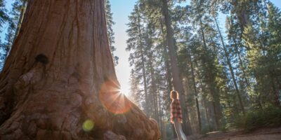 Les séquoias de Californie luttent contre la chaleur – et on ne sait pas exactement l&rsquo;ampleur des dégâts causés