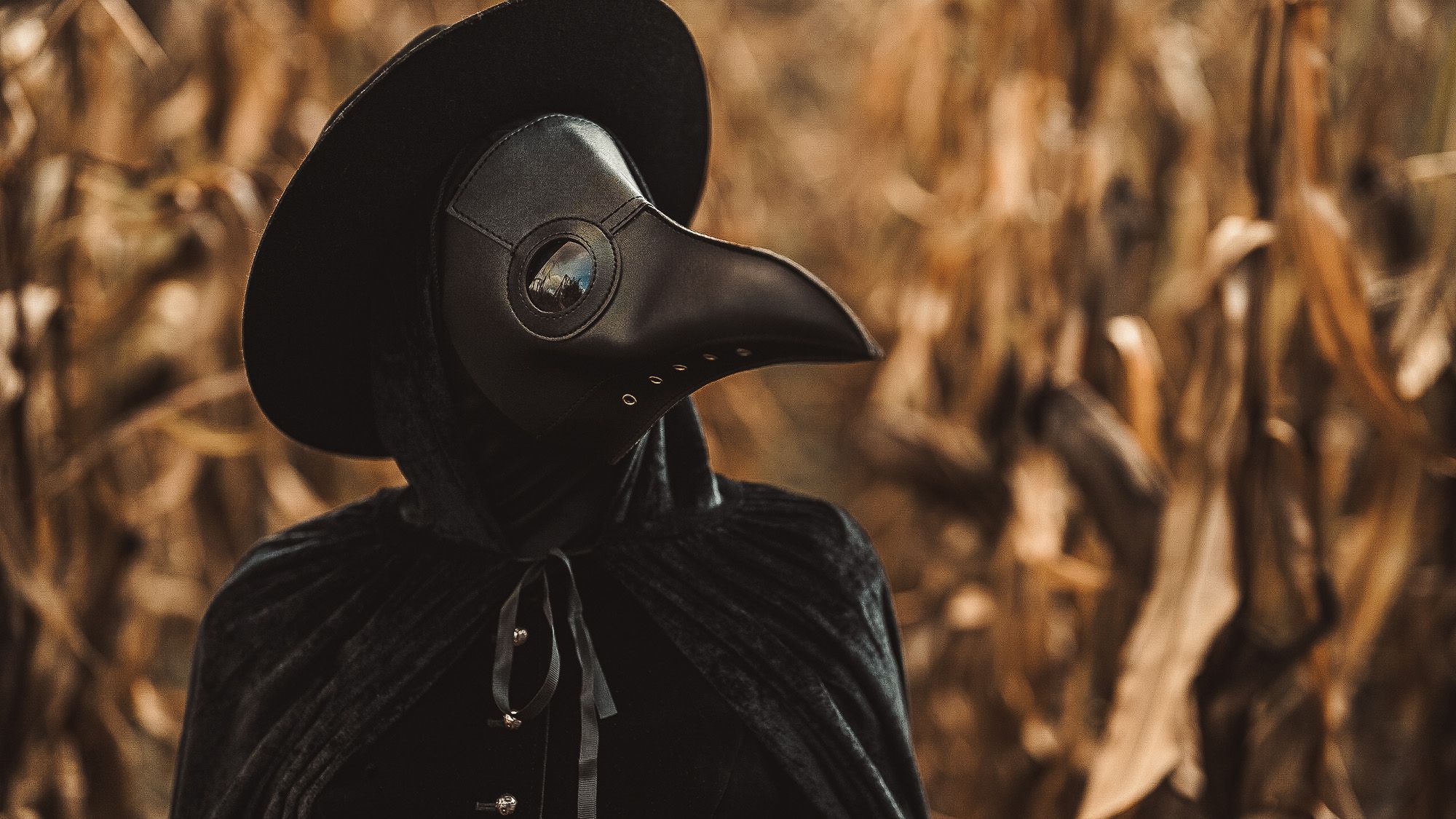 La peste noire a eu un effet dramatique sur la diversité des espèces lorsque les humains ont abandonné les terres agricoles, selon une étude