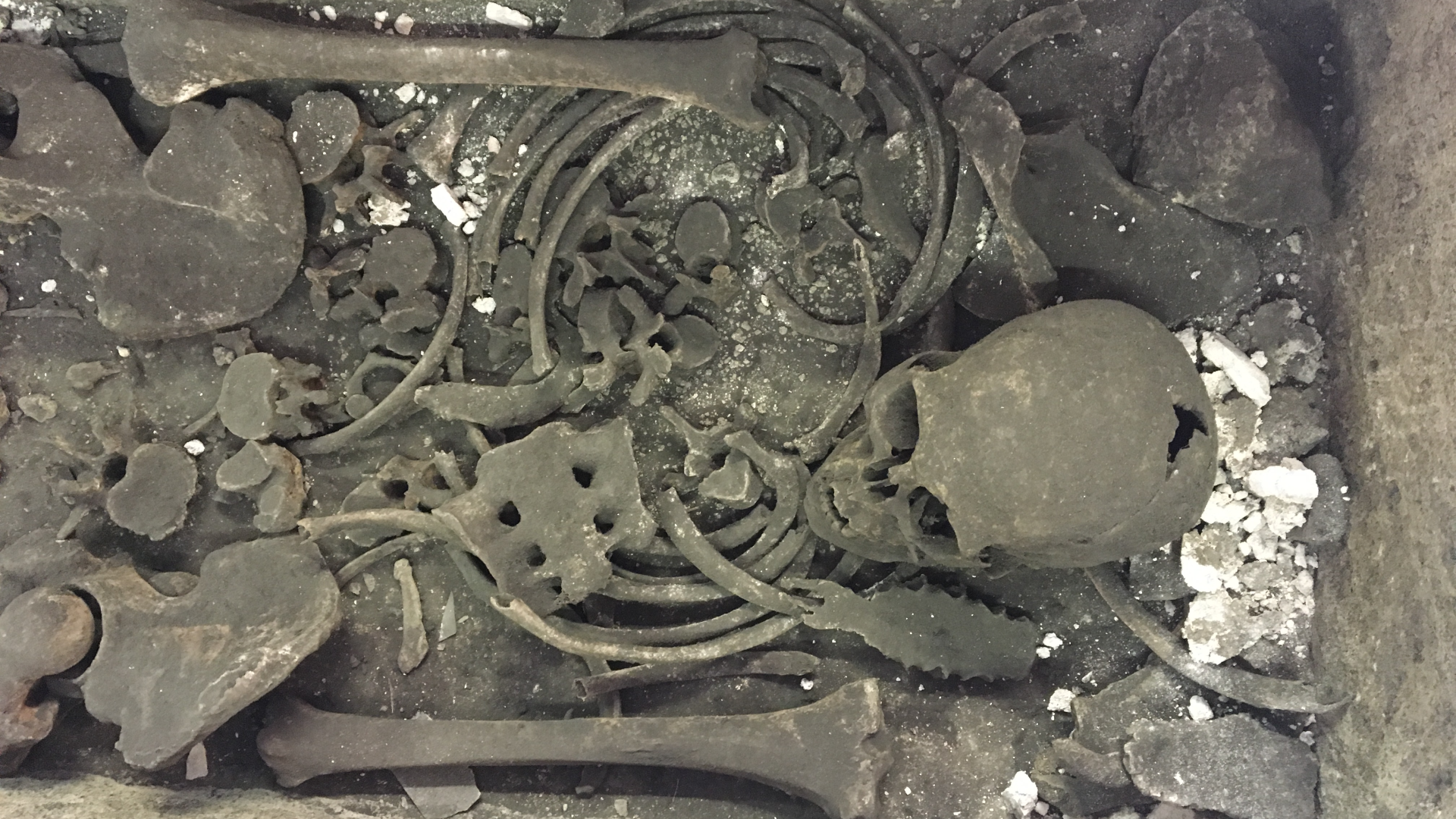 the upper half of a human skeleton in a sarccophagus