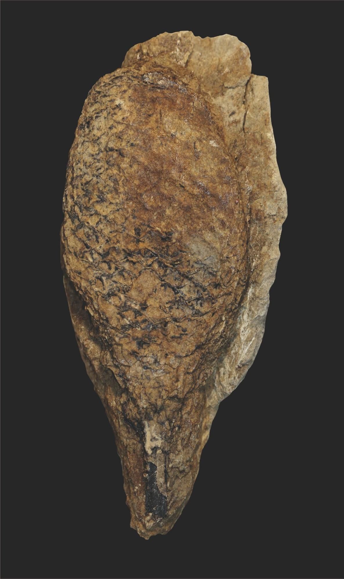 Une plante fossilisée brune sur fond noir