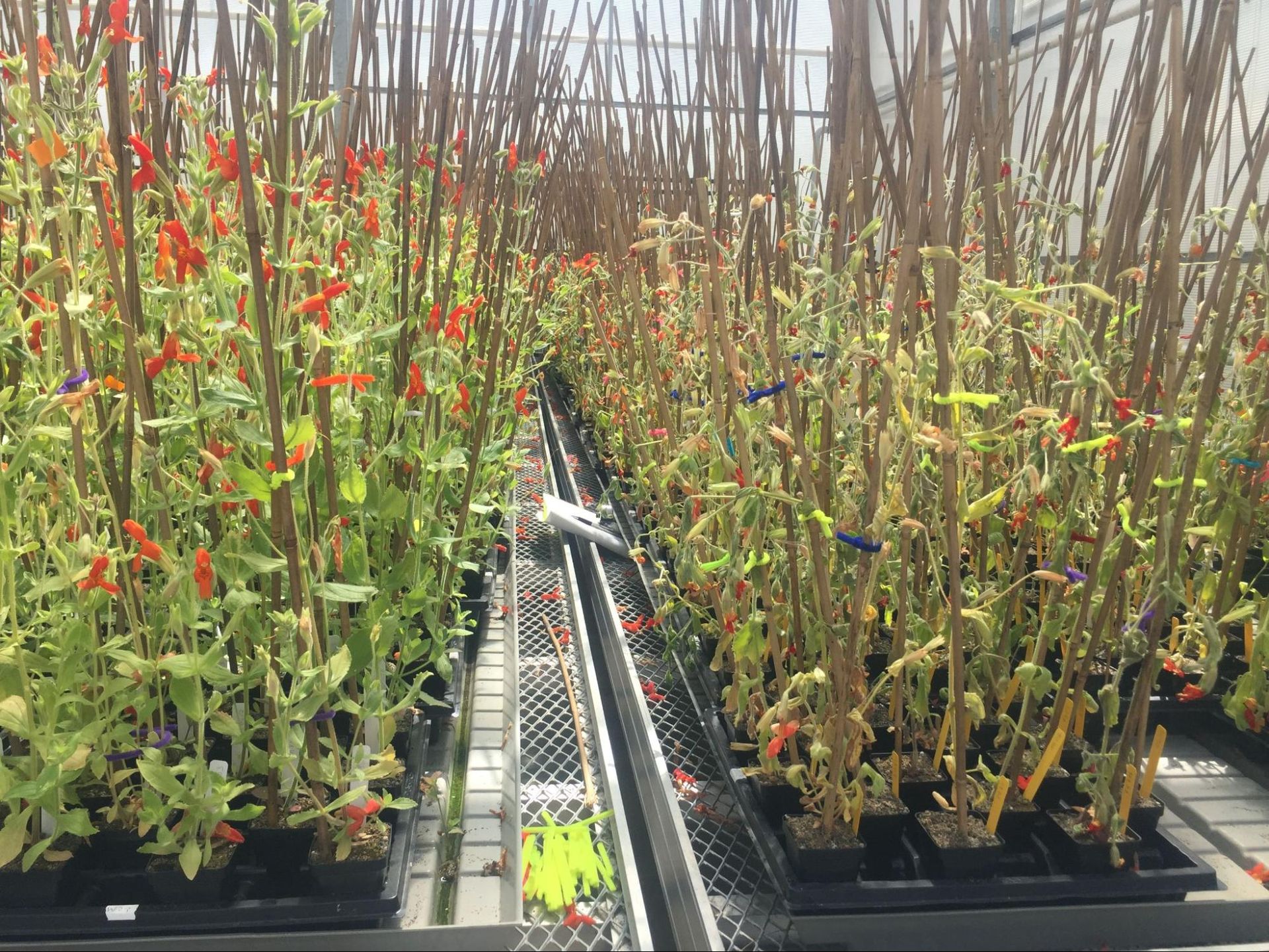 Une série de petites pousses vertes avec des fleurs rouges dans une serre