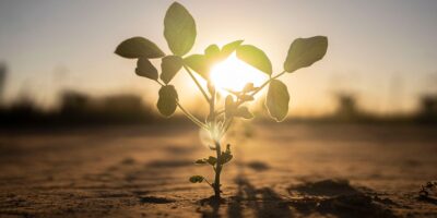 Les plantes survivront-elles au changement climatique ? Le « Grand Mourir » révèle des indices sur leur résilience.