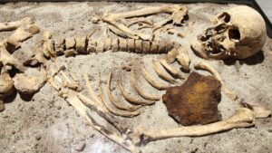 human skeleton