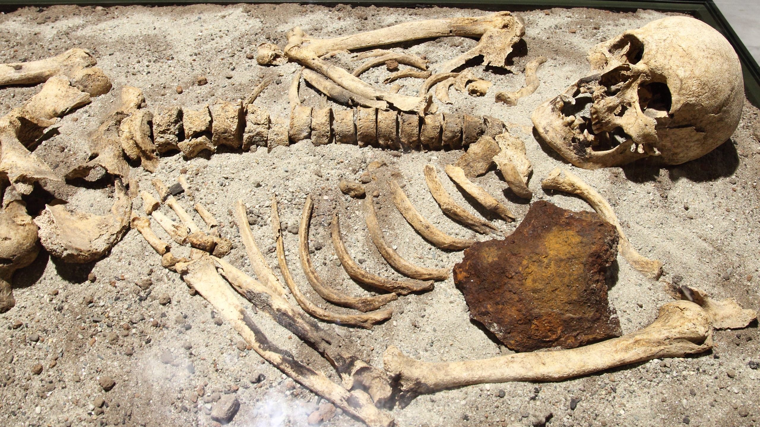 human skeleton