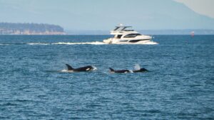Three orcas are seen in the blue ocean with a large white yacht behind them.