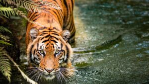 Les comportements rares des tigres capturés par la caméra montrent que « nous ne savons vraiment rien d'eux »