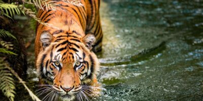 Les comportements rares des tigres capturés par la caméra montrent que « nous ne savons vraiment rien d&rsquo;eux »