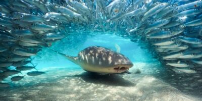 Comment regarder « Blue Planet III » en ligne : diffusez la nouvelle série spectaculaire de David Attenborough