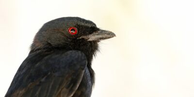 Les animaux peuvent-ils mentir ? Cet oiseau sournois pourrait en être la preuve.
