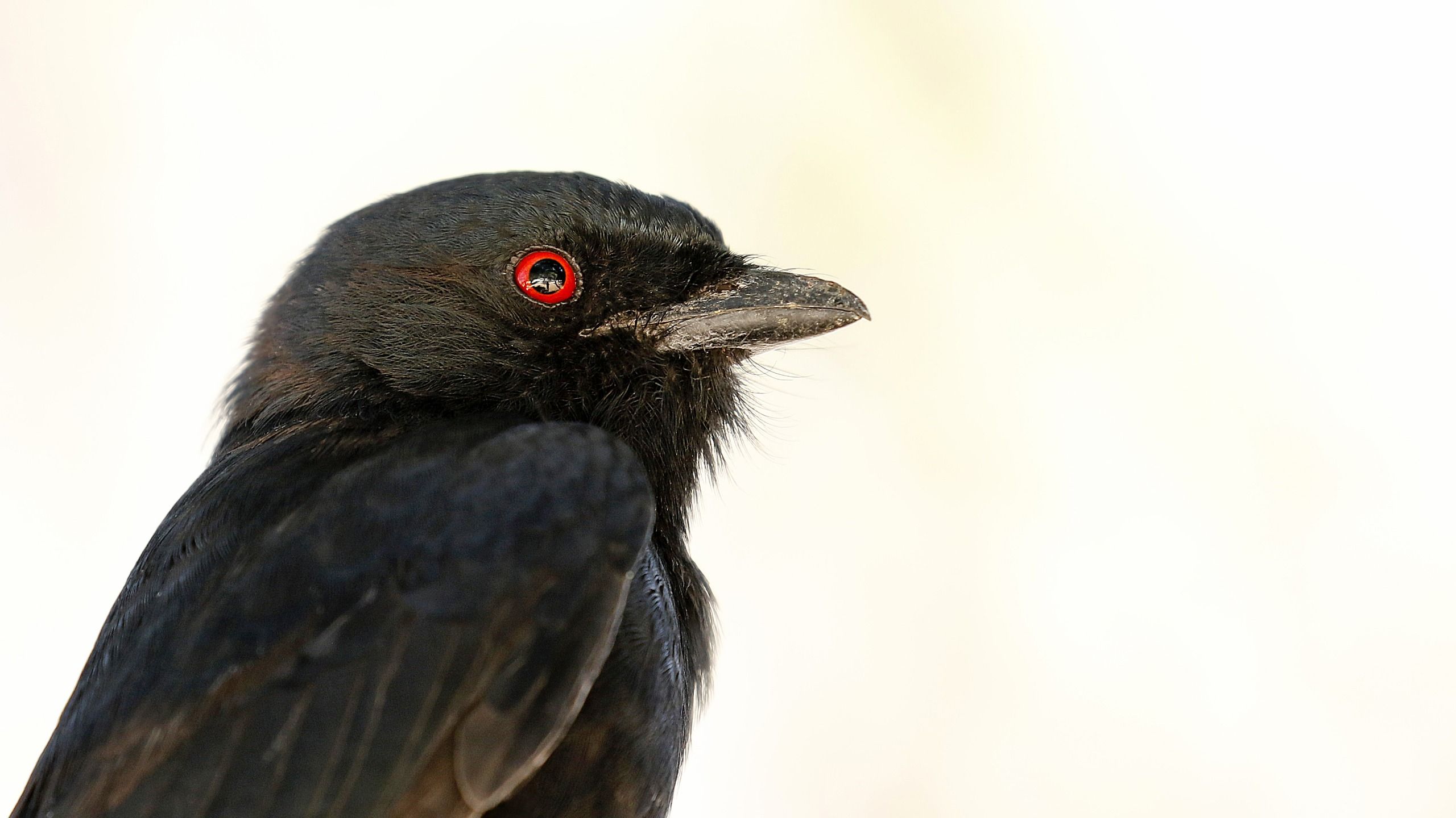 black bird with red eye on pale background