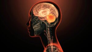 Le cerveau est-il réellement composé de 2 systèmes nerveux réunis ? Une nouvelle étude affirme que c’est le cas.