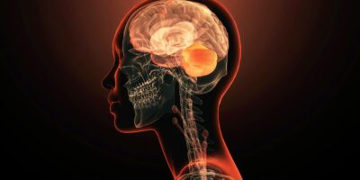 Le cerveau est-il réellement composé de 2 systèmes nerveux réunis ? Une nouvelle étude affirme que c’est le cas.