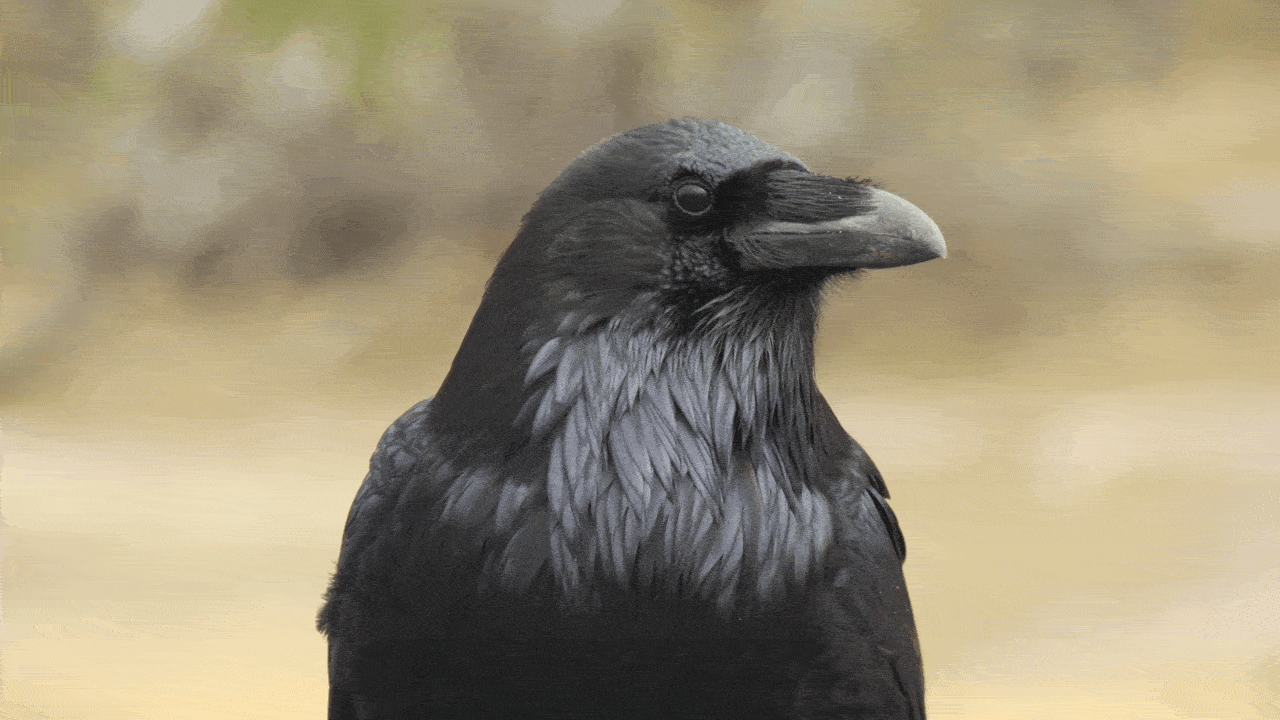 A close up of a crow looking around
