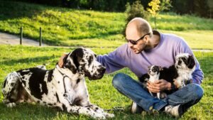 Les gros chiens vieillissent plus vite au niveau épigénétique, selon une nouvelle étude