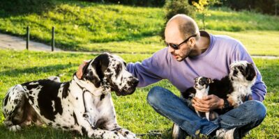 Les gros chiens vieillissent plus vite au niveau épigénétique, selon une nouvelle étude