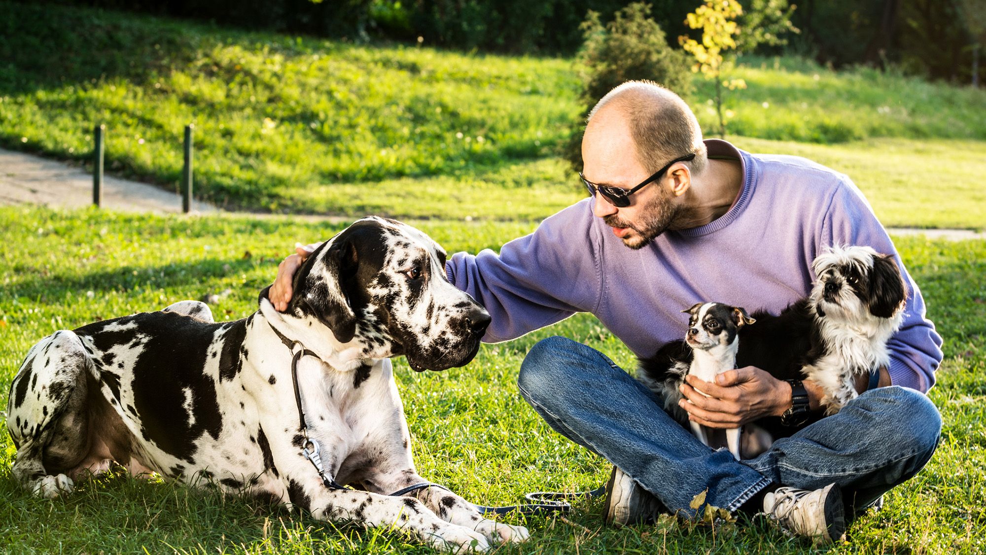 Les gros chiens vieillissent plus vite au niveau épigénétique, selon une nouvelle étude